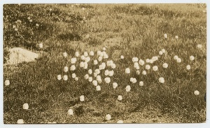 Image: Cotton grass- Bog cotton.